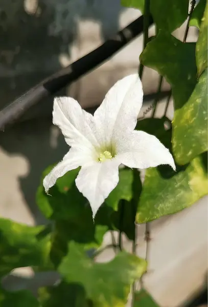 Una Fotografia Fiore Bianco Con Foglie Verdi Sullo Sfondo — Foto Stock