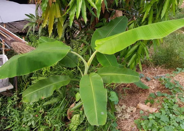 감금소와 정원에 냄비와 식물과 정원에서 바나나 나무의 — 스톡 사진