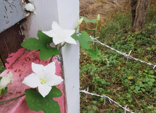 a photography of a white flower growing on a pink fence, letter box with flowers growing out of it on a fence.