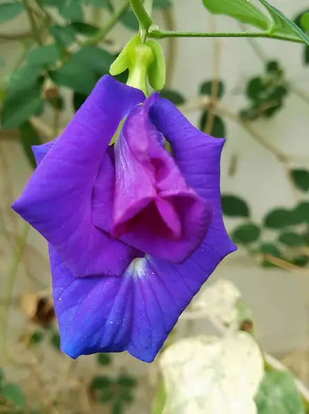 Una Fotografía Una Flor Púrpura Con Tallo Verde Fondo — Foto de Stock