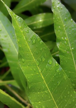Üzerinde su damlaları olan yeşil bir yaprağın fotoğrafı. Üzerinde su damlacıkları olan yeşil yapraklar..