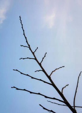 Bulutlu mavi bir gökyüzüne karşı çıplak bir ağacın, bulutlu mavi bir gökyüzüne karşı çıplak dallarla çekilmiş bir fotoğraf..