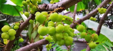 Ağaçtan sarkan bir demet yeşil üzümün fotoğrafı. Bahçedeki ağaçtan sarkan yeşil meyve figürleri..