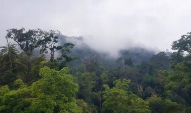 Birkaç ağaçlı bir ormanın, alçak bulutlu ve sisli ağaçlardan oluşan bir vadide çekilmiş bir fotoğraf..