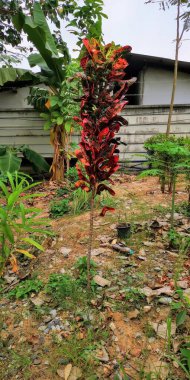 Bahçesinde kırmızı bir bitki bulunan bir evin fotoğrafı. Bahçesi ve ön planda küçük bir ağacı olan bir ev..