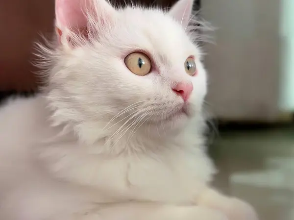 Fotografie Bílé Kočky Modrýma Očima Ležící Podlaze Perské Kočky Modrýma — Stock fotografie