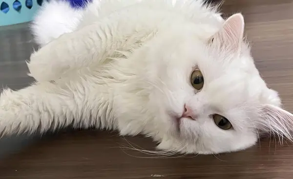 Фотографія Білої Кішки Лежить Столі Головою Підлозі — стокове фото