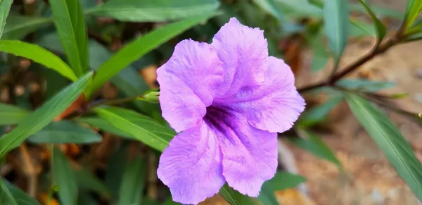 Fotografia Purpurowego Kwiatu Zielonymi Liśćmi Tle Doniczka Fioletowymi Płatkami Zielonymi — Zdjęcie stockowe