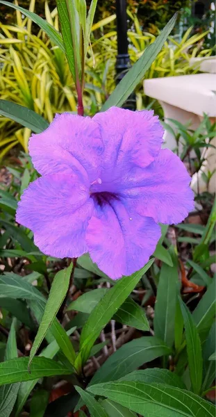 Photographie Une Fleur Violette Dans Jardin Aux Feuilles Vertes Pot — Photo
