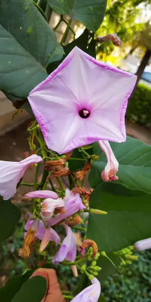 a photography of a flower with a purple center and green leaves.