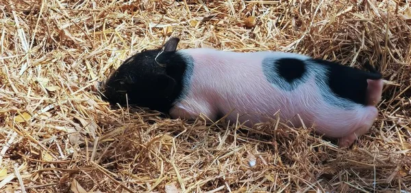 Photography Pig Laying Hay Its Head Ground Sus Scrofa Small — Stock Photo, Image