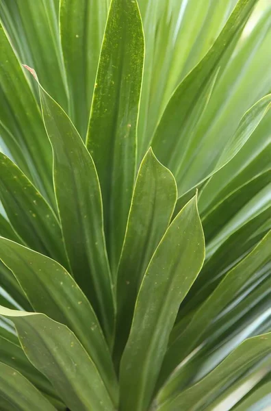 Фотографія Рослини Зеленою Листковою Рослиною Задньому Плані Рослина Вірідіс Зеленим — стокове фото