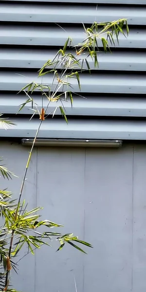 Uma Fotografia Pássaro Sentado Ramo Uma Árvore Bambu Sombra Janela — Fotografia de Stock
