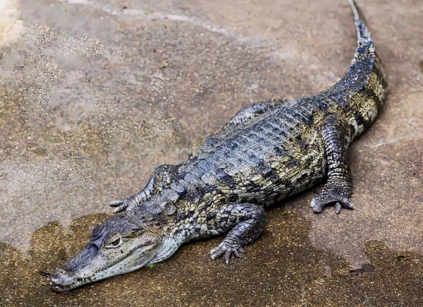 Eine Fotografie Eines Großen Alligators Der Auf Einem Felsen Liegt — Stockfoto