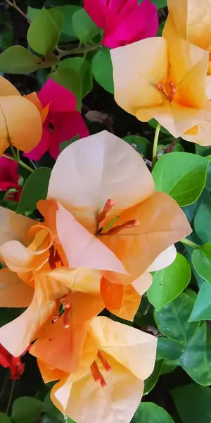 Bir Demet Çiçeğin Fotoğrafı Çimlerin Üzerinde Farklı Renklerde Saksılar Bir — Stok fotoğraf