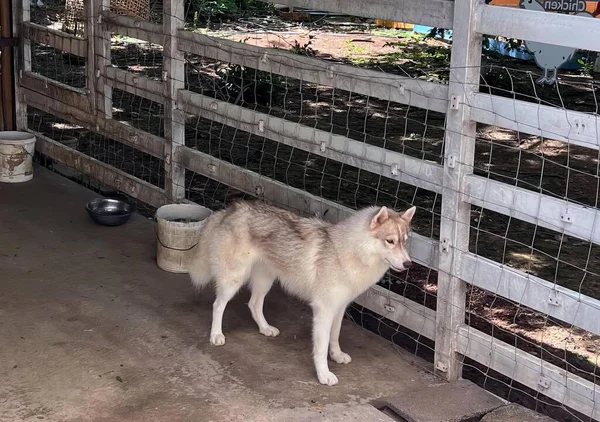 a photography of a dog standing in a fenced in area, eskimo dog standing in front of a fenced in area.