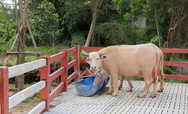 a photography of a cow and a baby cow standing on a wooden deck, oxen standing on a wooden platform eating from a blue bowl.