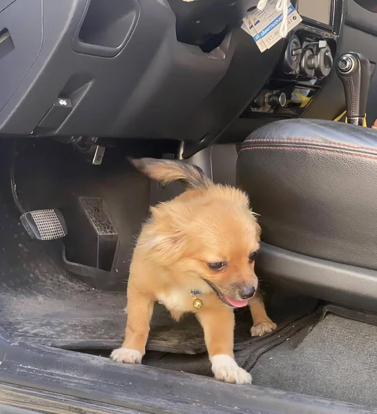 a photography of a small dog standing in the back of a car, seat belt of a car with a dog in it.