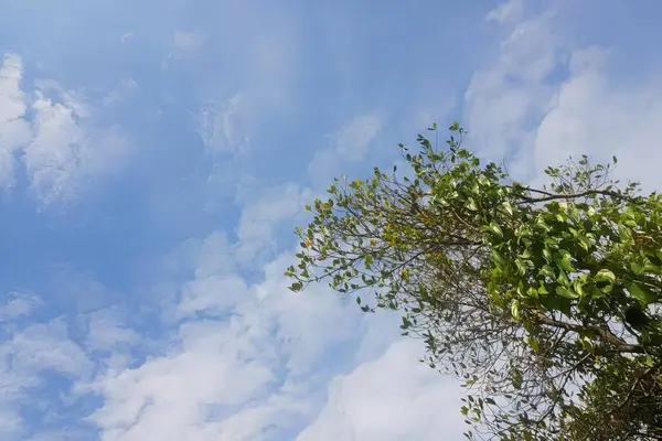Una Fotografía Avión Volando Través Cielo Azul Con Nubes Árbol —  Fotos de Stock