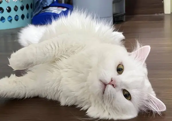 Фотографія Білої Кішки Лежить Дерев Яній Підлозі Перська Кішка Лежить — стокове фото