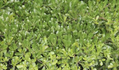 Yeşil yapraklardan oluşan bir çalılığın üzerinde oturan bir kuşun fotoğrafı, yeşil yapraklardan oluşan bir dalda oturan küçük mavi balıkçıl..