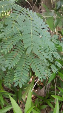 Toprağın ortasında yeşil yapraklar, saksılar ve ormandaki bir bitkinin yaprakları olan bir bitkinin fotoğrafı..