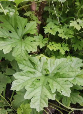 Bahçesinde yeşil yapraklar olan bir bitkinin fotoğrafı, yeşil merkezli bir bitkinin kabak yaprakları..
