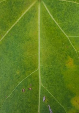 Üzerinde beyaz bir leke olan yeşil bir yaprağın, ortasında bir delik olan bir salyangozun fotoğrafı..