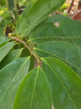 Kahverengi lekeli bir yaprağın yakın plan fotoğrafı. Yeşil saplı ve kahverengi benekli muhallebi ağacı yaprakları..