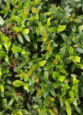 Yaprakları olan yeşil bir çalılığın ve üzerine tünemiş bir kuşun fotoğrafı..