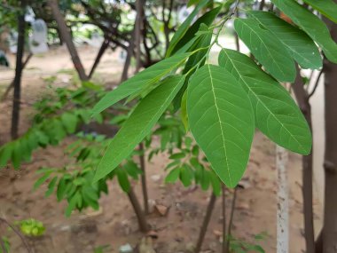 Parkta yeşil yapraklı bir ağacın fotoğrafı. Bahçede yeşil yapraklı muhallebi ağacı..