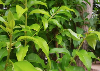 Bahçedeki bir ağaç dalına tünemiş bir kuşun fotoğrafı, yeşil yapraklı bir bitkinin saksıları ve sarı bir çiçek..
