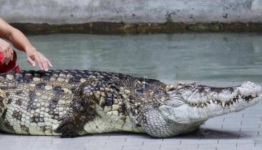 Büyük bir timsahı havuzda okşayan bir insan fotoğrafı, timsah niloticusus, kırmızı toplu büyük bir timsah..