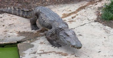 Çimento levhasının üzerinde duran büyük bir timsahın fotoğrafı. Hayvanat bahçesindeki bir kayanın üzerinde oturan timsah missipiensis..