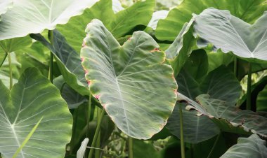 Kahverengi benekli büyük bir grup yeşil yaprak, geniş yeşil yapraklı bir bitki ve bir kuş örtüsü..