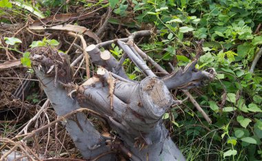 Kesilmiş ve çimlerin üzerinde olan bir ağacın fotoğrafı. Yılan. Kesilmiş bir ağacın demiryolu çiti..