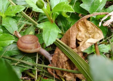 Çimenlerde sürünen bir salyangozun, çimenlerde yapraklarla sürünen bir salyangozun fotoğrafı..