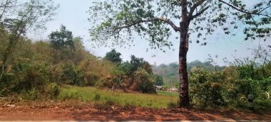 Ağacın yanındaki tarlada duran bir ineğin fotoğrafı, göl manzaralı bir yol, bir ağaç ve bir inek..