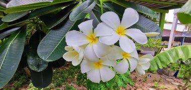 Sarı merkezli bir demet beyaz çiçeğin fotoğrafı. Bahçedeki beyaz ve sarı çiçek saksıları..