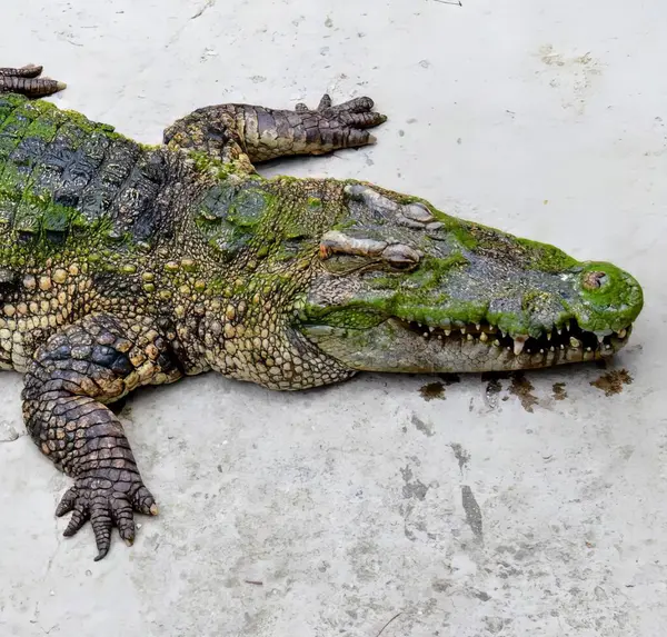 Eine Fotografie Eines Großen Alligators Der Auf Einer Zementoberfläche Liegt — Stockfoto