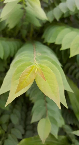 a photography of a green leaf with a yellow center, flowerpot with green leaves and yellow leaves in the background.