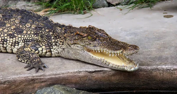 Ett Fotografi Krokodil Med Öppen Mun Och Vidöppen Mun — Stockfoto