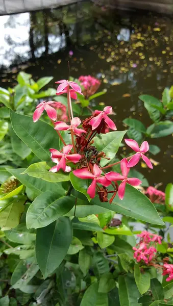 Üzerinde Kelebek Olan Pembe Bir Çiçeğin Fotoğrafı Göletin Yanındaki Pembe — Stok fotoğraf