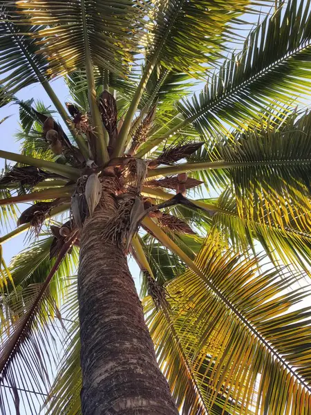 Een Fotografie Van Een Palmboom Met Een Stelletje Vogels Erop — Stockfoto