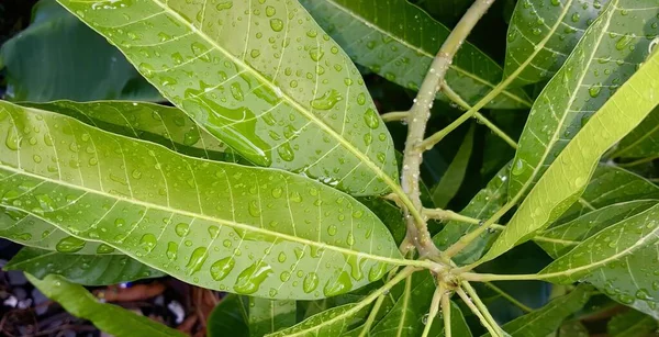 물방울이있는 식물의 물방울이있는 — 스톡 사진