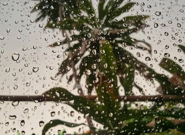 透过被雨覆盖的窗户可以看到棕榈树的照片 — 图库照片