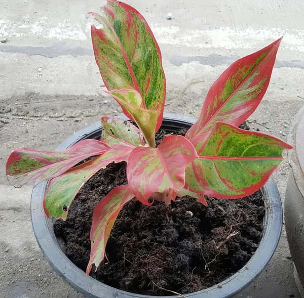 Photography Plant Pot Ground Flowerpot Plant Sitting Sidewalk — Stock Photo, Image
