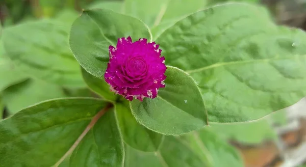 Una Fotografía Una Flor Púrpura Con Hojas Verdes Fondo — Foto de Stock