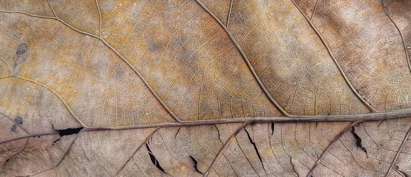 a photography of a close up of a leaf with a thin branch, acornous image of a leaf with a thin stem on it.