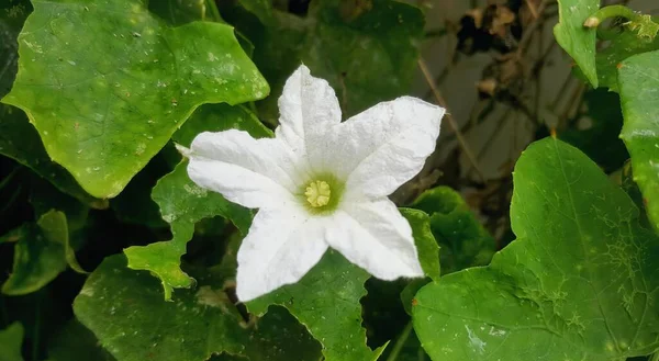 Una Fotografía Una Flor Blanca Con Hojas Verdes Fondo Flor — Foto de Stock